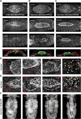 JNK signaling and integrins cooperate to maintain cell adhesion during epithelial fusion in Drosophila